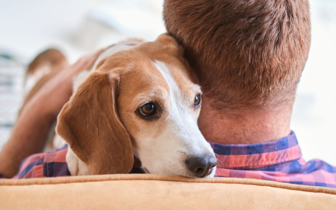 Custodia de mascotas en casos de divorcio: nueva legislación